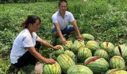 西宁网红吃瓜事件真相是真的吗,真相揭秘，还原事件始末